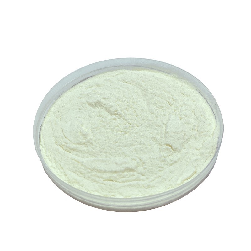 lactobacillus bulgaricus lactobacillus bulgaricus