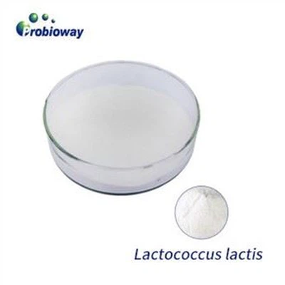 Lactococcus Lactis Yogurt Starter