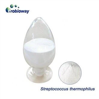 Streptococcus Thermophilus Probiotics Iogwrt